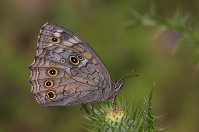 BUITEN BEELD Foto: 9291