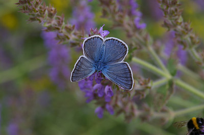 BUITEN BEELD Foto: 9295