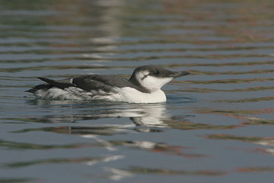 BUITEN BEELD Foto: 9700