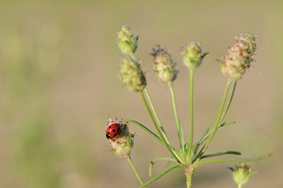 BUITEN BEELD Foto: 99137