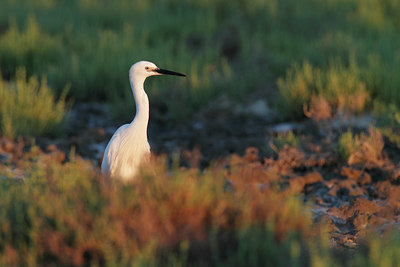 BUITEN BEELD Foto: 99337