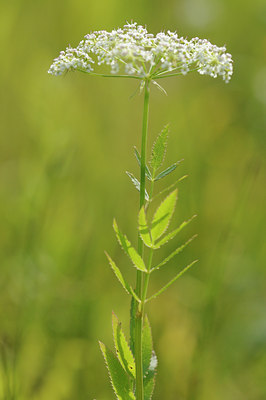 BUITEN BEELD Foto: 99893