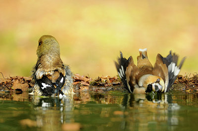 BUITEN BEELD Foto: 100451