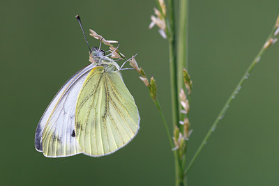 BUITEN BEELD Foto: 101275