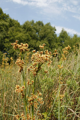 BUITEN BEELD Foto: 103359