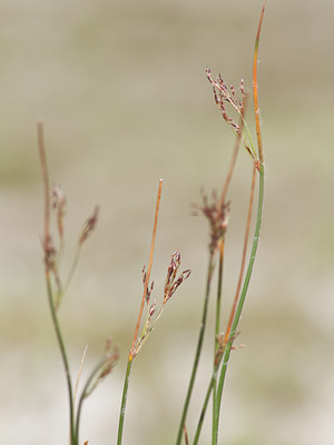 BUITEN BEELD Foto: 105399