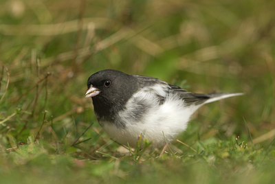 BUITEN BEELD Foto: 107755