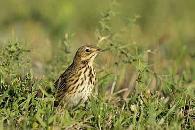 BUITEN BEELD Foto: 107847