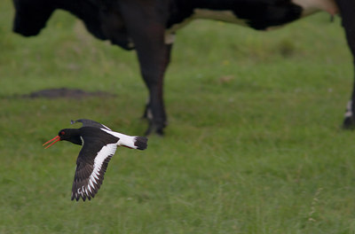 BUITEN BEELD Foto: 10468