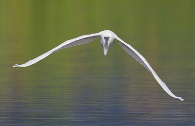 BUITEN BEELD Foto: 110960