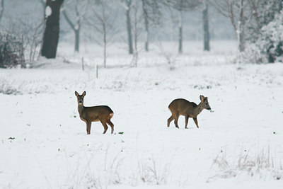 BUITEN BEELD Foto: 113875