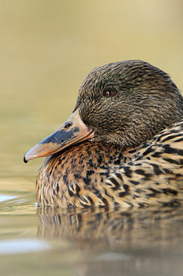 BUITEN BEELD Foto: 115690