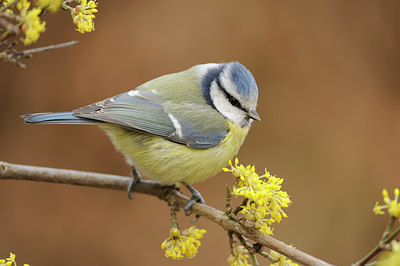 BUITEN BEELD Foto: 117312