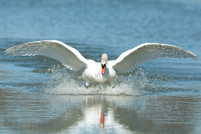 BUITEN BEELD Foto: 118671