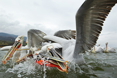 BUITEN BEELD Foto: 119322