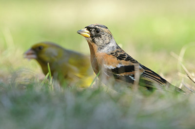 BUITEN BEELD Foto: 119382