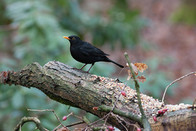 BUITEN BEELD Foto: 120849