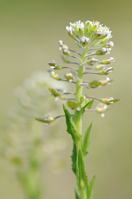 BUITEN BEELD Foto: 122762