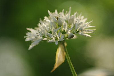 BUITEN BEELD Foto: 122879