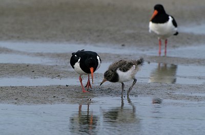 BUITEN BEELD Foto: 124285