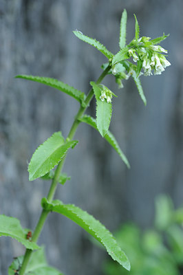 BUITEN BEELD Foto: 125842