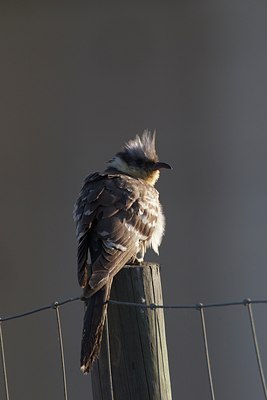 BUITEN BEELD Foto: 126926