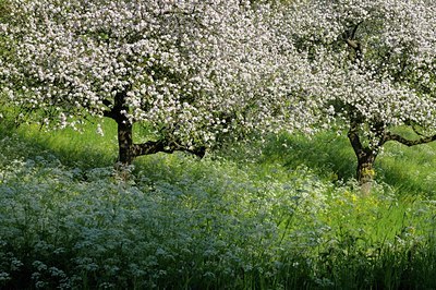 BUITEN BEELD Foto: 127660