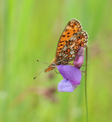 BUITEN BEELD Foto: 129529