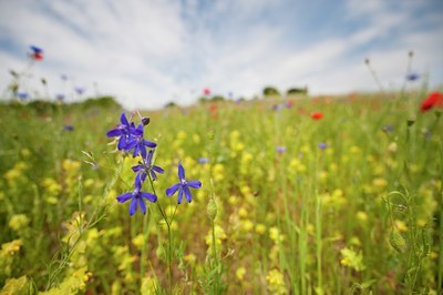 BUITEN BEELD Foto: 130066