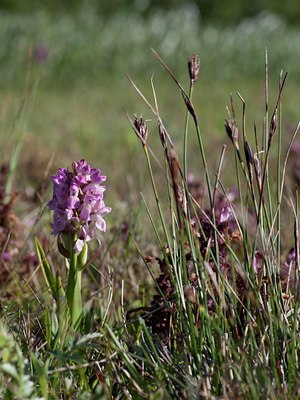 BUITEN BEELD Foto: 131486