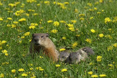 BUITEN BEELD Foto: 132385