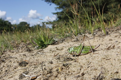 BUITEN BEELD Foto: 134623