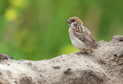 BUITEN BEELD Foto: 135455