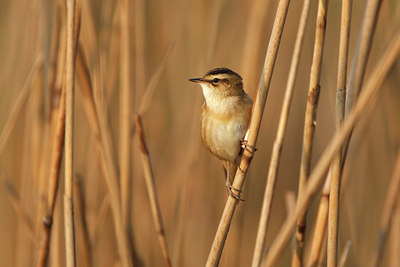 BUITEN BEELD Foto: 136326