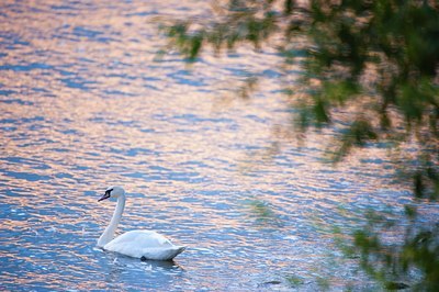 BUITEN BEELD Foto: 137082