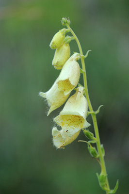 BUITEN BEELD Foto: 137697