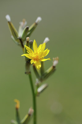 BUITEN BEELD Foto: 138043