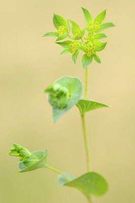 BUITEN BEELD Foto: 138063