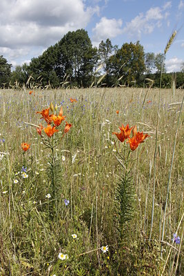 BUITEN BEELD Foto: 138658