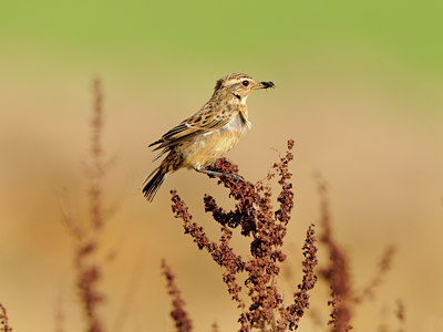 BUITEN BEELD Foto: 141508