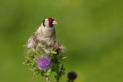 BUITEN BEELD Foto: 142564