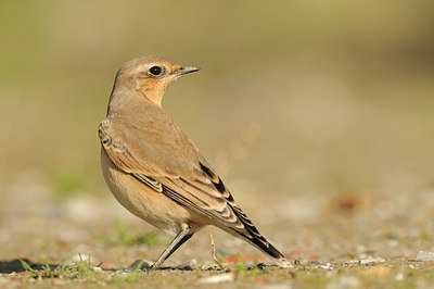 BUITEN BEELD Foto: 146978