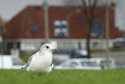 BUITEN BEELD Foto: 147742