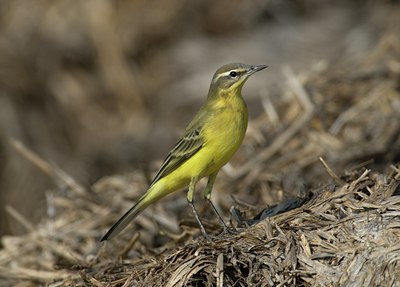 BUITEN BEELD Foto: 14625