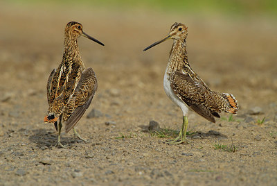 BUITEN BEELD Foto: 154726