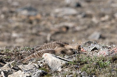 BUITEN BEELD Foto: 156857