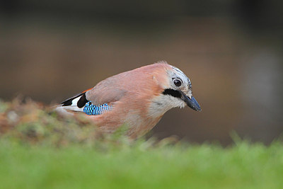 BUITEN BEELD Foto: 159666