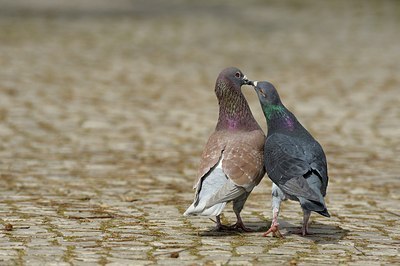 BUITEN BEELD Foto: 162684