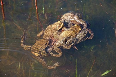 BUITEN BEELD Foto: 162829