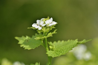 BUITEN BEELD Foto: 165510